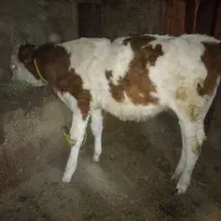 گوساله