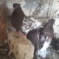 جفت کله سرخ چنگ سفید با جوجه