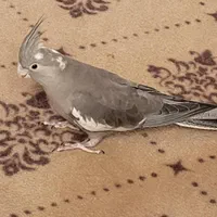 پرنده گمشده|پرنده|قم, شهرک فاطمیه|دیوار