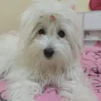 سگ شیتزو ماده دوساله
