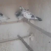 ی نر سوسکی کشیده همه چی تموم جوان وسرحال