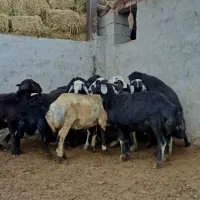 بره قوچ های فر