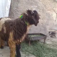 بره قوچی|حیوانات مزرعه|کوهرنگ, |دیوار