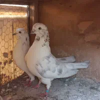 کفتر خال پیس|پرنده|ری, شهرک نظامی|دیوار