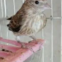 سهره قناری ماده|پرنده|تهران, توحید|دیوار