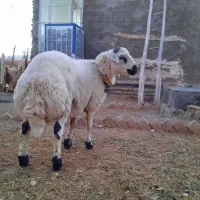 بره‌قوچی‌خال‌سیاه‌همه‌چیز‌تمام