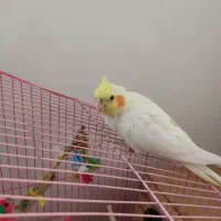 عروس هلندی|پرنده|پیرانشهر, |دیوار