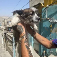 سگ پاکوتاه نژاد اشپیتز تریر ماده