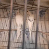 عروس هلندی کرم فیس البینو