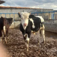 گوساله نر سیمینتال|حیوانات مزرعه|قزوین, |دیوار