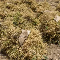 نخود|خوردنی و آشامیدنی|اسکو, |دیوار