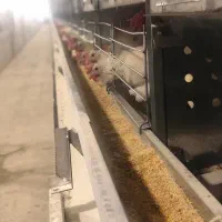 تخمرغ به قیمت درب مرغداری|خوردنی و آشامیدنی|اهواز, کیانپارس |دیوار