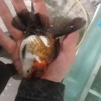 ماهی گلدفیش گریدa