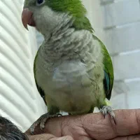 طوطی راهب سخنگو هست میگه بدوبیا بوس بده