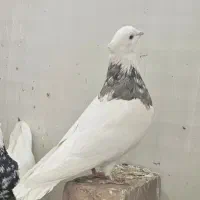 نر زیتونی هفت رنگ نر الماسی قهوه ای|پرنده|کرمانشاه, |دیوار