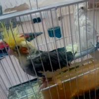 ۲جفت عروس یه جفت کوتوله