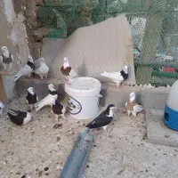 کبوترطوقی|پرنده|بندر دیر, |دیوار