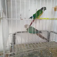 گرینچیک معاوضه ردچیک. خورشیدی شاهطوطی ملنگو|پرنده|مشهد, شهید قربانی|دیوار