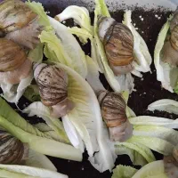 حلزون والد|خزنده|تهران, دولتخواه جنوبی|دیوار