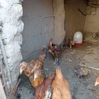 جوجه محلی شروه ای