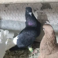 تعدادی کفتر مفت|پرنده|نیشابور, پارک منابع طبیعی|دیوار