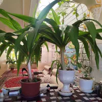 اشک ملکه بسیار بزرگ با قیمتی باور نکردنی