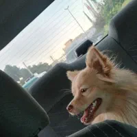 سگ پامریان|سگ|فردیس, ثابتی|دیوار