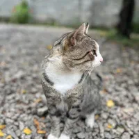 تولید کننده محتوا