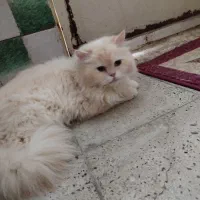 پرشین هیمالین نر عقیم شده