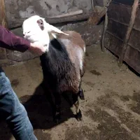 بره‌ قوچ پلنگی|حیوانات مزرعه|سراب, |دیوار