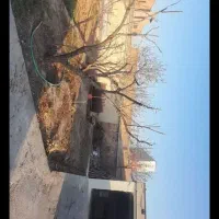 سم پاشی درخت، هریس درخت، فروش درختان و پیوند زنی|خدمات باغبانی و درختکاری|تبریز, |دیوار