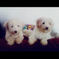 سگ پودل اسپیدز