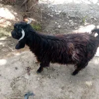 گوسفند تروشت