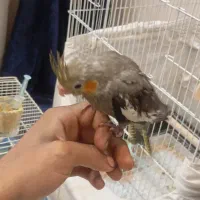 جوجه عروس هلندی|پرنده|مشهد, عامل|دیوار