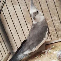 عروس هلندی وایت فیس