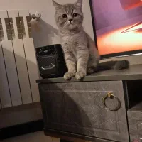 بریتیش ماده سه ماهه