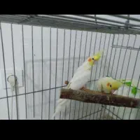 دو جفت عروس هلندی مولد