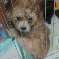 سگ مینیاتوری