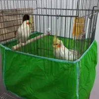 دو جفت عروس هلندی|پرنده|هشتگرد, هشتگرد قدیم|دیوار