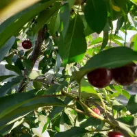 ملک-ویلایی-خانه-ویلایی-باغ