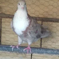۲ تا کفتر  ماده سیندق