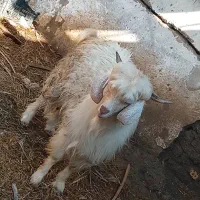 گوسفند|حیوانات مزرعه|فاریاب, |دیوار