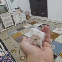 یک جفت همستر