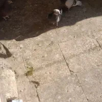 کفتر حسابی درجه ۱|پرنده|قم, محمد آباد|دیوار