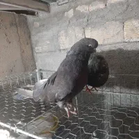 کبوتر|پرنده|میانه, |دیوار