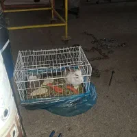 خرگوش با قفس|موش و خرگوش|تهران, جوانمردان (اندیشه)|دیوار