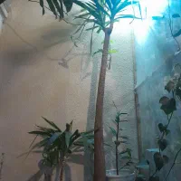 درختچه گل یوکا، مانسرا