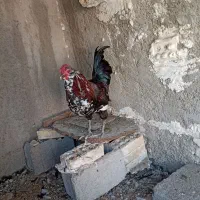 خروس گیلن اصل ابپخش|حیوانات مزرعه|آبپخش, |دیوار