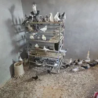 سلام 3عدد بره چاق نر و تعداد 80عدد کفتر خوب|حیوانات مزرعه|بندرعباس, |دیوار