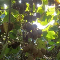 کیوی فروشی لیسار